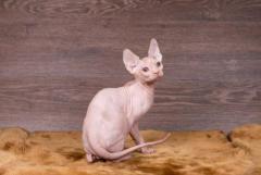 Hagrid kitten sphinx