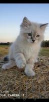Котёнок невский маскарадный