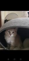 Котёнок невский маскарадный