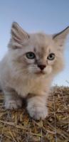 Котёнок невский маскарадный