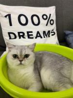 Продается британская кошка цвет silver shaded с документами