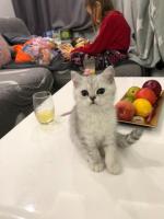 Продам британских котят silver shaded с документами