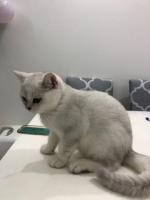 Продам британских котят silver shaded с документами