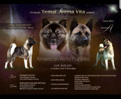 Amerikanische akita-welpen von champion-eltern