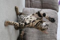 Котята бенгал