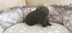 Miniature poodle red brown and black.