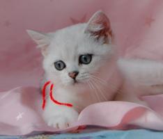 British shorthair. Британский котенок