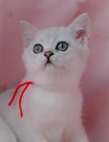 British shorthair. Британский котенок