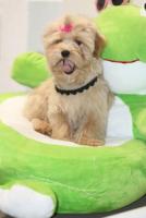 Maltipoo welpen