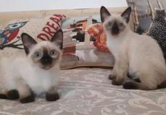 Сиамский  котёнок