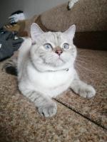 Scottish cats