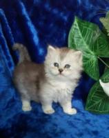 Элитные шотландские вислоухие котята