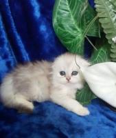 Элитные шотландские вислоухие котята