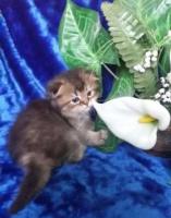 Элитные шотландские вислоухие котята