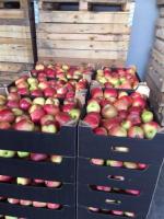 Apples Muzo