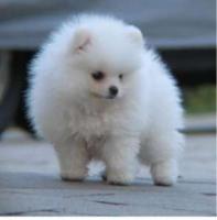 Белые щенки померанского шпица