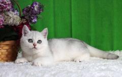 Продам британского серебристого мальчика