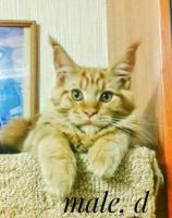 Maine Coon kittens