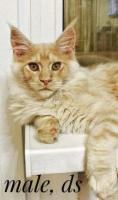 Maine Coon kittens