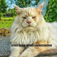 Maine Coon kittens