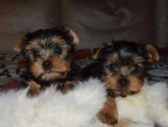 Welfe Welfe  Yorkshire terrier, Foksterier