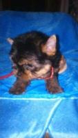 Welfe Welfe  Yorkshire terrier, Foksterier