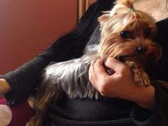 Welfe Welfe  Yorkshire terrier, Foksterier