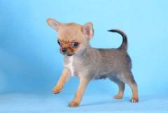 Boys chihuahua шоу класса