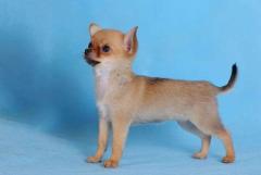 Girl Chihuahua from Moskow