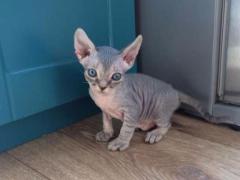 Продам котят породы Девон Рекс (devon rex)