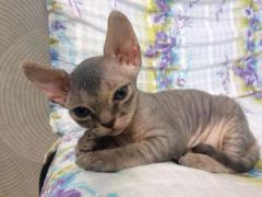 Продам котят породы Девон Рекс (devon rex)