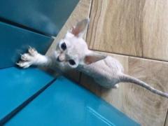 Продам котят породы Девон Рекс (devon rex)