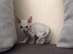 Продам котят породы Девон Рекс (devon rex)