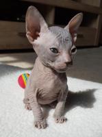 Don Sphynx Kätzchen