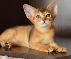 Абиссинские котята