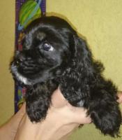 Cocker Spaniel Amerycan щенки