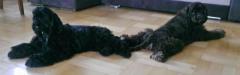 Cocker Spaniel Amerycan щенки