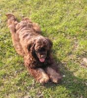 Cocker Spaniel Amerycan щенки
