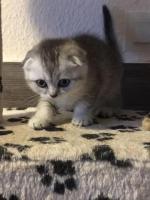 Британские и вислоухие котята
