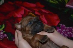 Einen thailändischen Ridgeback Welpen zu verkaufen
