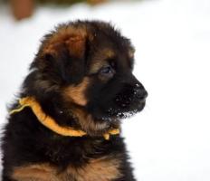 щенки немецкой овчарки