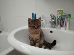Шотландские котята