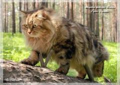 Сибиряки. котята.
