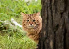 Сибиряки. котята.