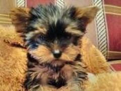 Mini yorkshire terrier