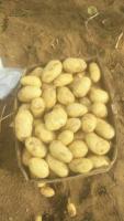 Картофель