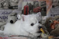 West highland white terrier puppies