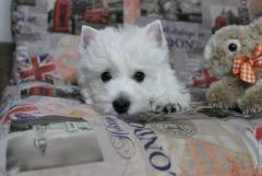 West highland white terrier puppies