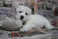 West highland white terrier puppies