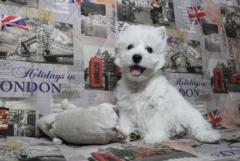 West highland white terrier puppies